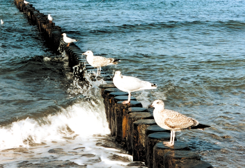 Vögel an der Ostsee - Möwenarten an der Ostsee