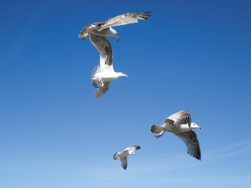 Vögel an der Ostsee - Vogelarten