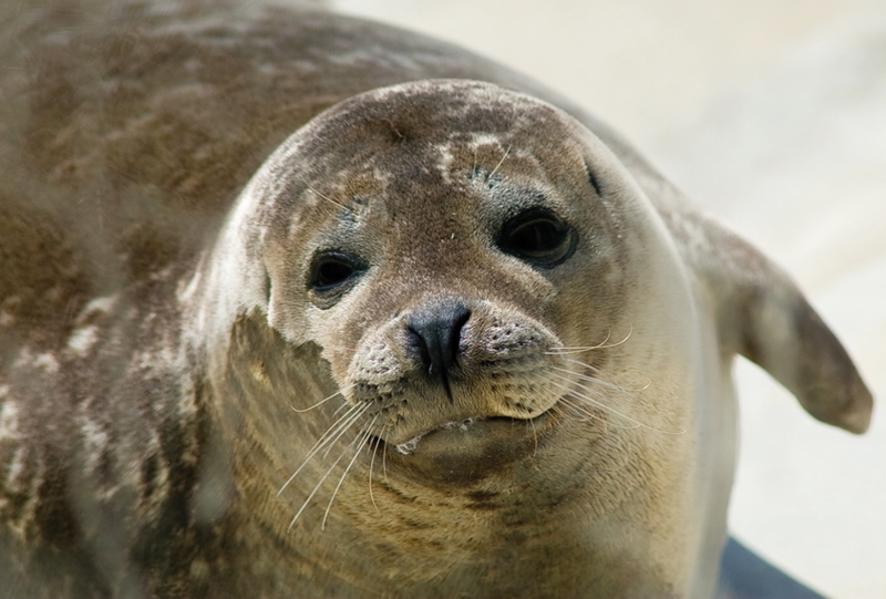 Säugetiere in der Ostsee - Seehunde und Kegelrobben