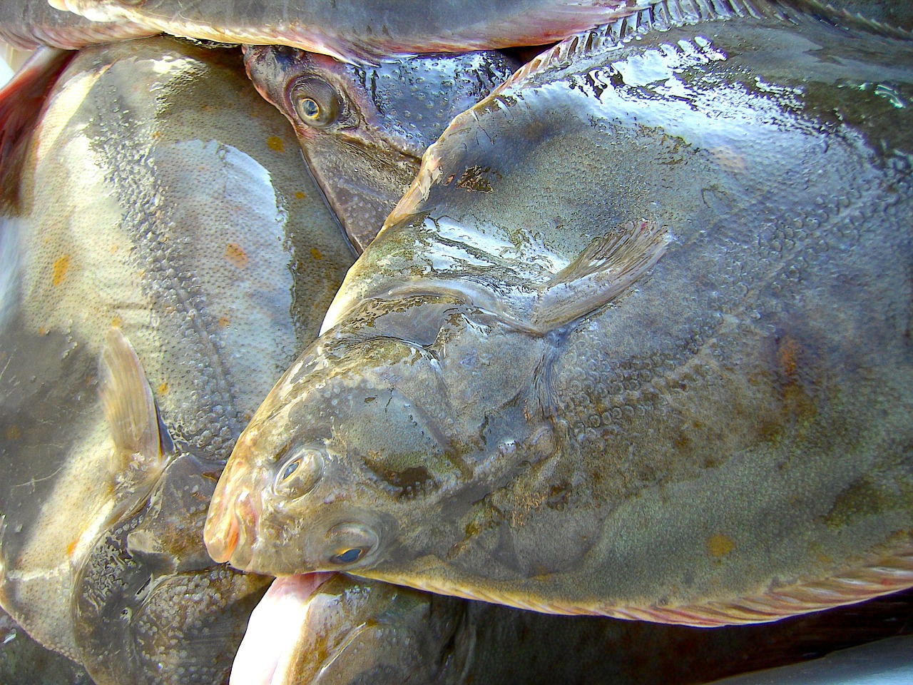 Lexikon: Fische - Fischarten in der Ostsee