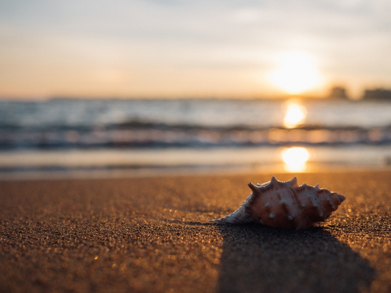 Lexikon: Muscheln - Muscheln in der Ostsee